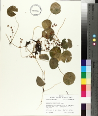 Hydrocotyle verticillata image