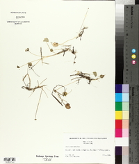 Hydrocotyle umbellata image