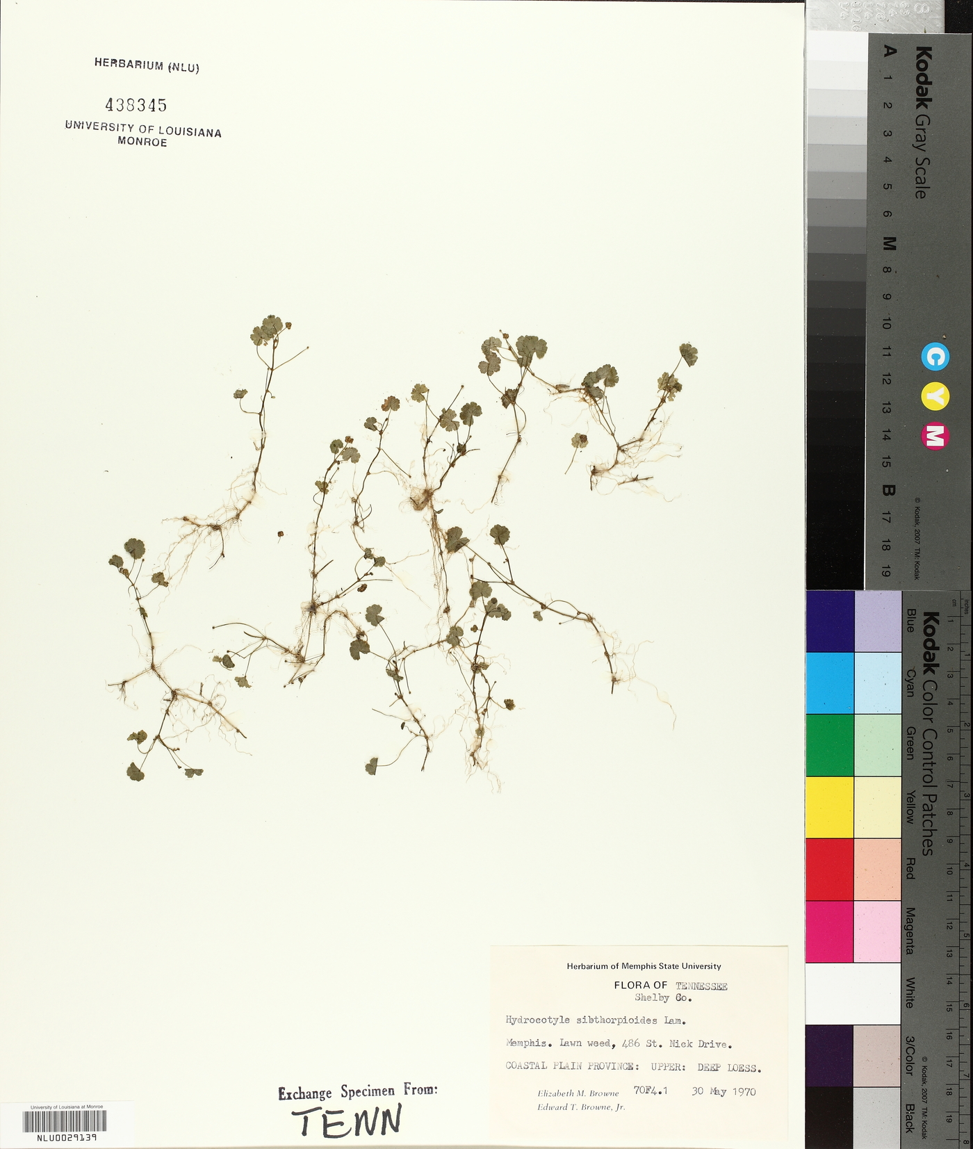 Hydrocotyle sibthorpioides image