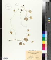 Hydrocotyle americana image