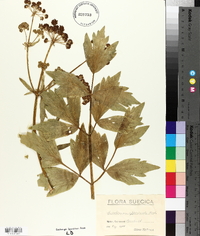 Levisticum officinale image