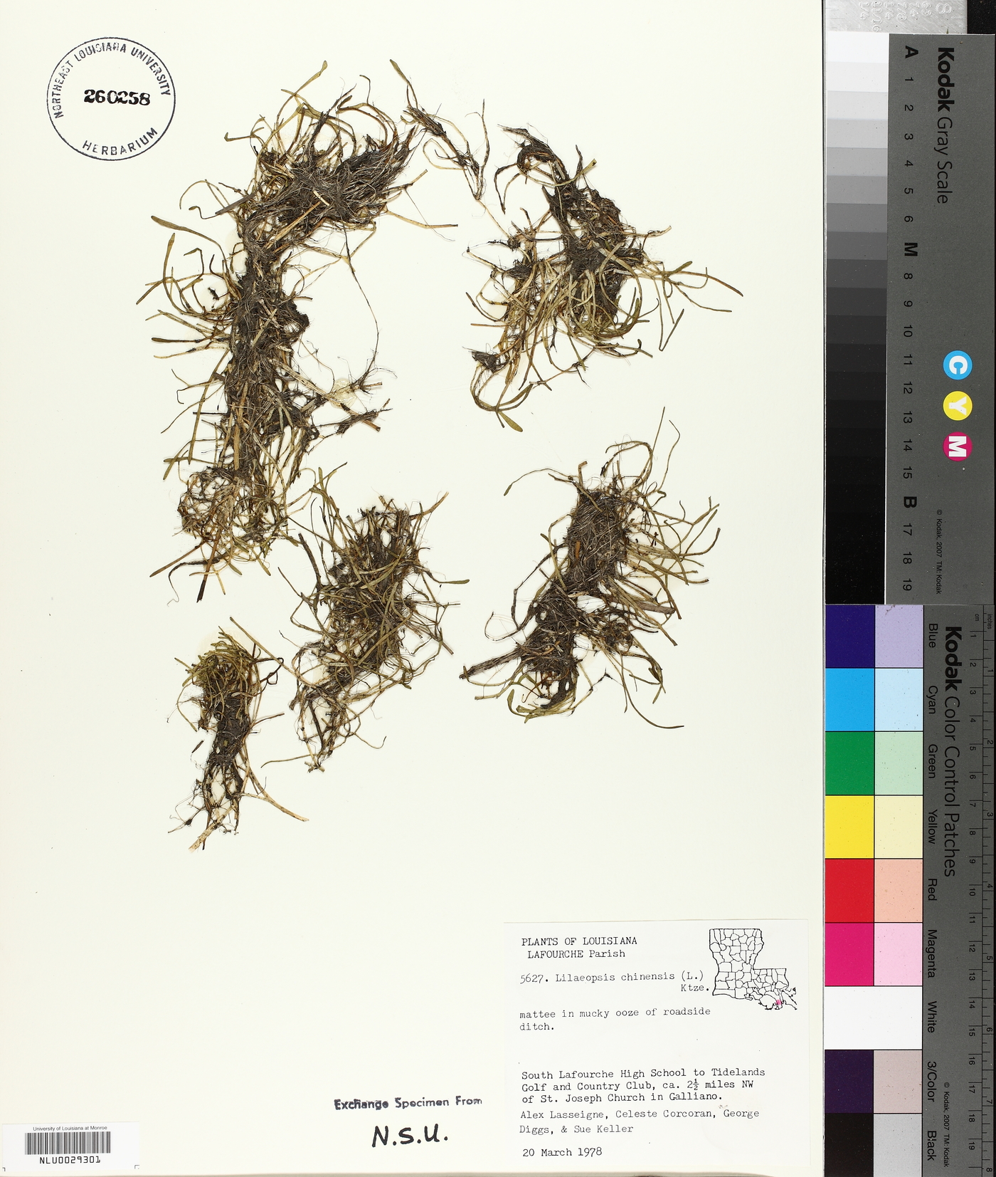 Lilaeopsis chinensis image