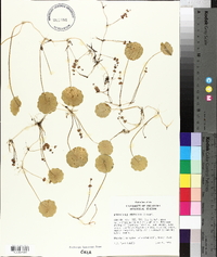 Hydrocotyle verticillata image