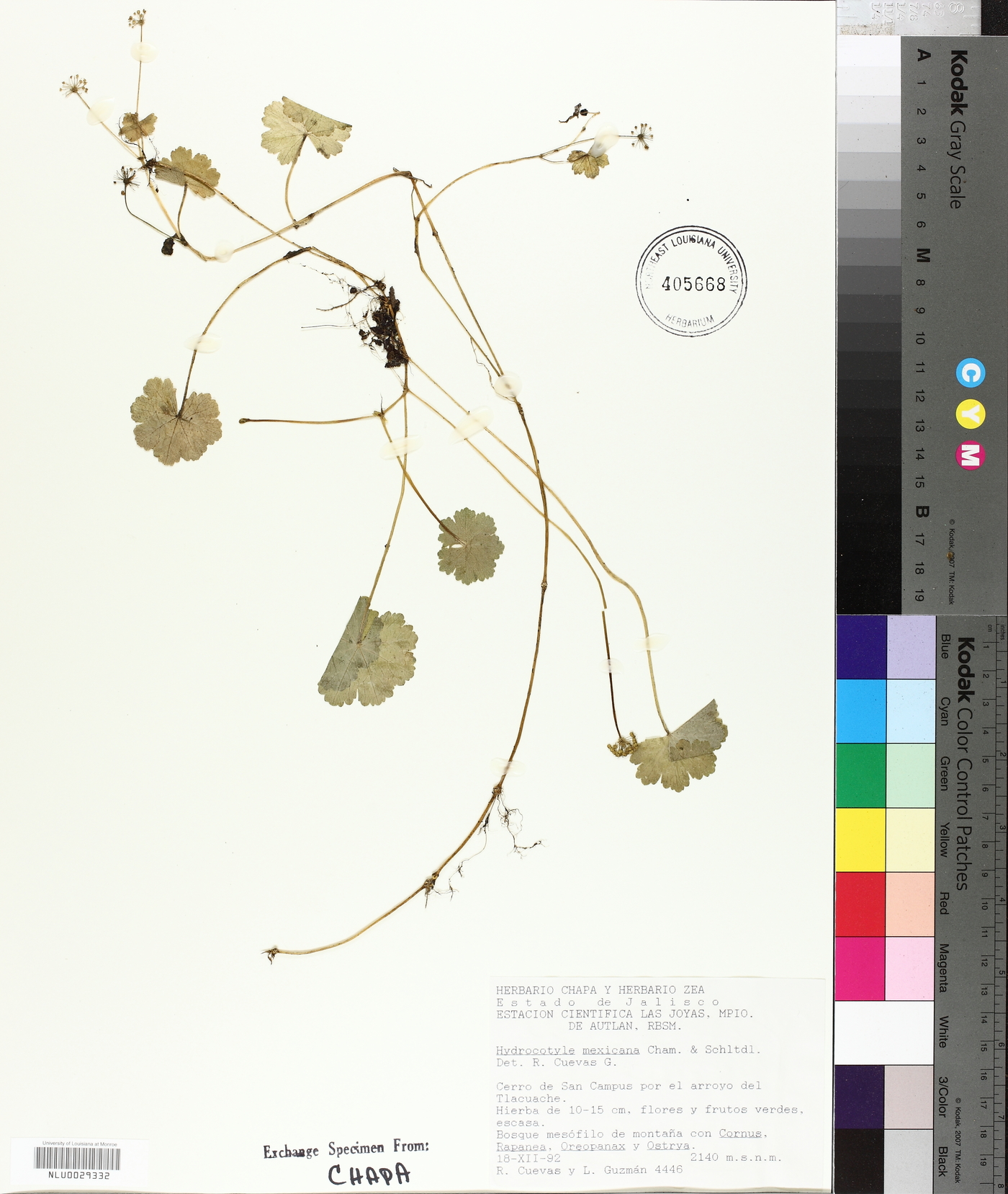 Hydrocotyle mexicana image