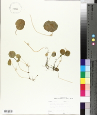 Hydrocotyle verticillata image