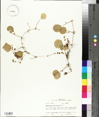 Hydrocotyle verticillata image