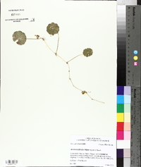 Hydrocotyle verticillata image