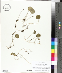 Hydrocotyle verticillata image