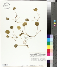 Hydrocotyle verticillata image