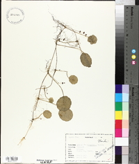 Hydrocotyle verticillata image