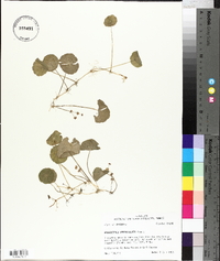 Hydrocotyle verticillata image