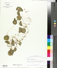 Hydrocotyle verticillata image