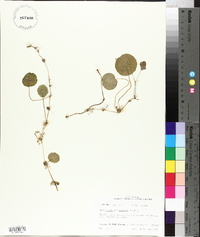 Hydrocotyle verticillata image