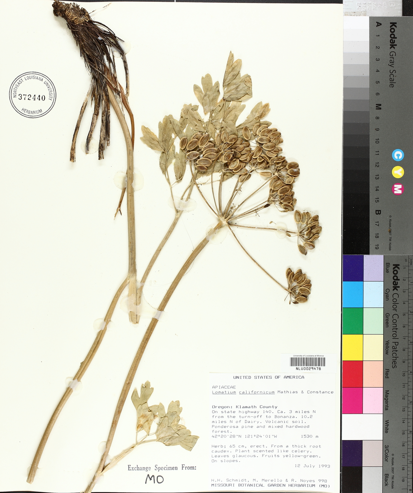 Lomatium californicum image