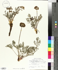 Lomatium foeniculaceum image