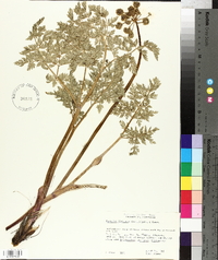 Lomatium dissectum image