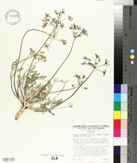 Lomatium dasycarpum image