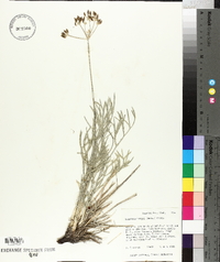 Image of Lomatium kingii