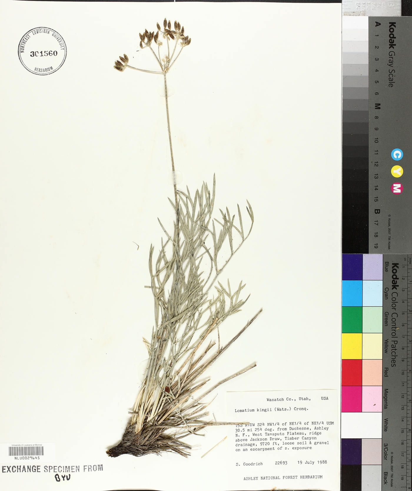 Lomatium kingii image