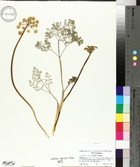 Lomatium grayi image