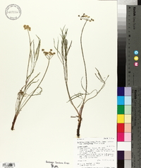 Lomatium simplex var. simplex image