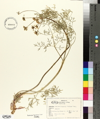 Lomatium thompsonii image