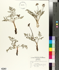 Lomatium orientale image