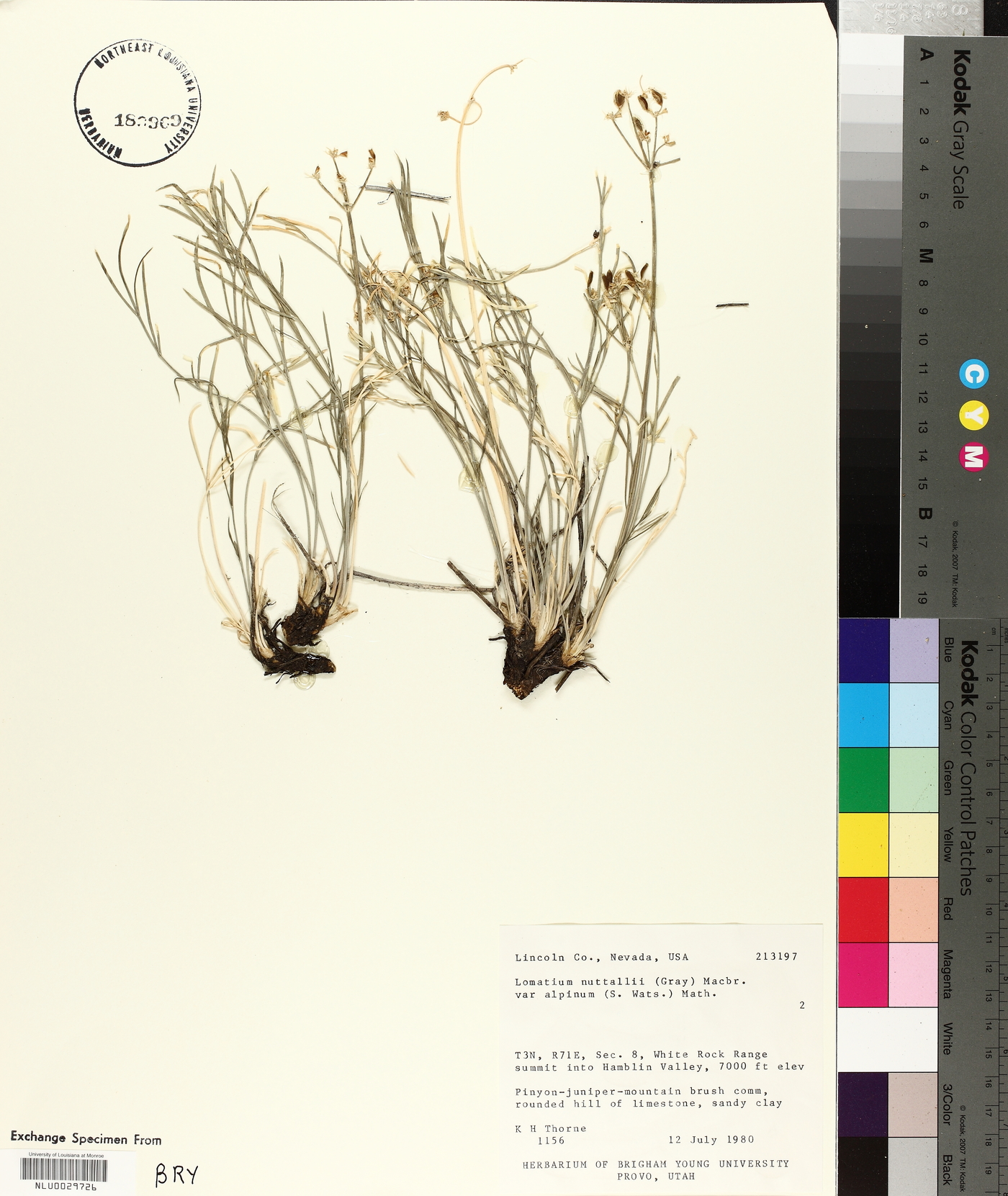 Peucedanum graveolens var. alpinum image