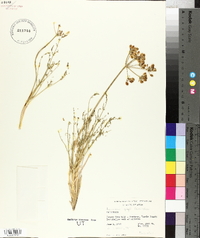 Lomatium grayi image