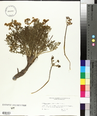 Lomatium grayi image