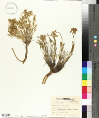 Musineon tenuifolium image