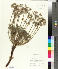 Lomatium tomentosum image