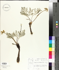 Lomatium foeniculaceum image