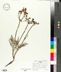 Lomatium nevadense image