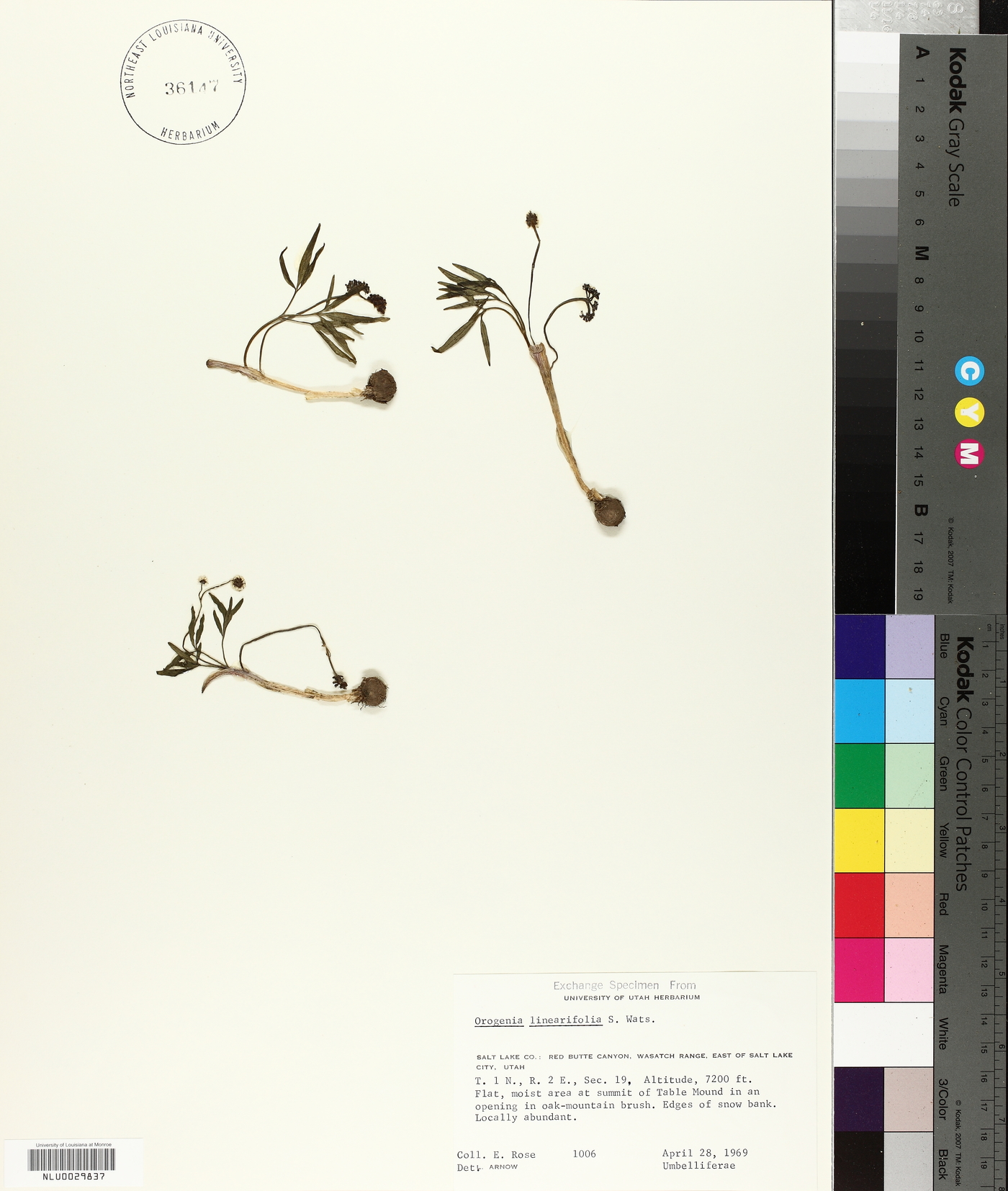 Lomatium linearifolium image