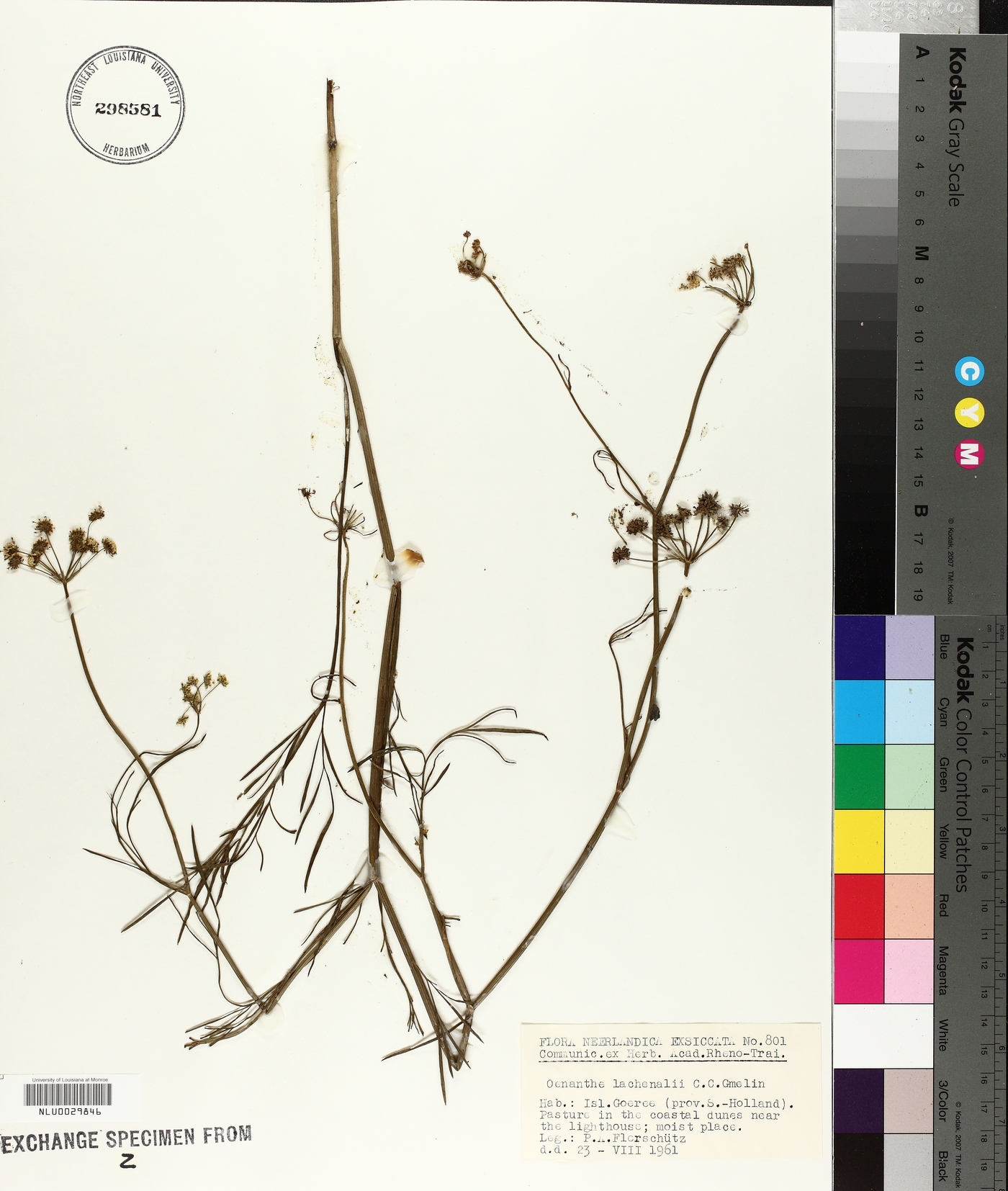 Oenanthe lachenalii image