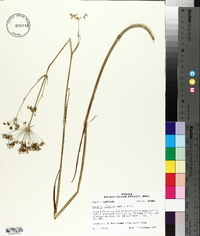 Oxypolis filiformis image