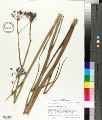 Oxypolis filiformis image