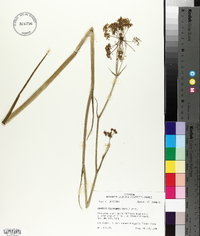 Oxypolis filiformis image