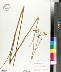 Oxypolis filiformis image