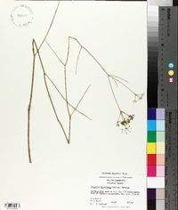 Oxypolis filiformis image