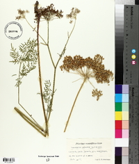 Peucedanum palustre image