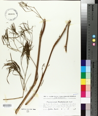 Image of Peucedanum rochelianum