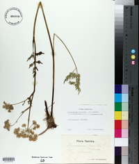 Peucedanum palustre image