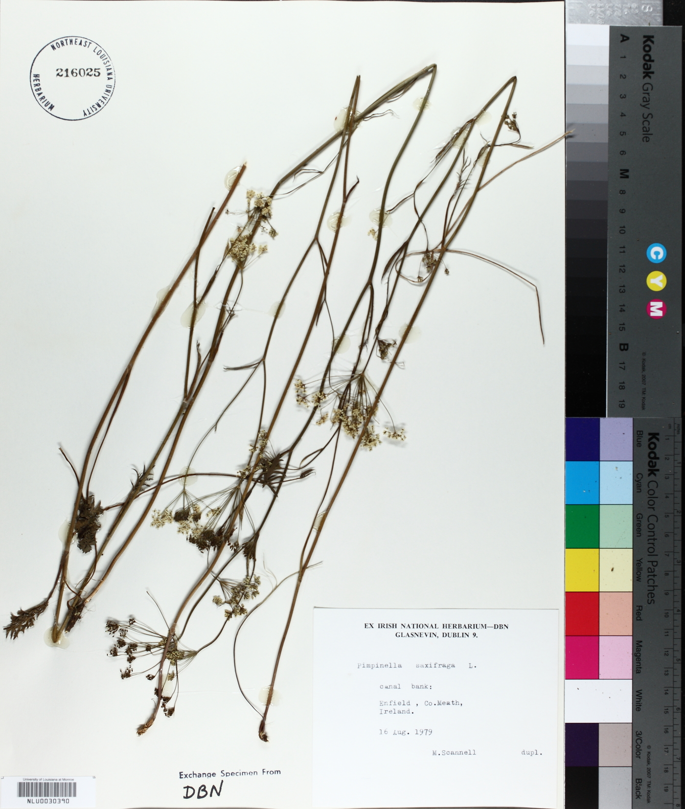 Pimpinella saxifraga image