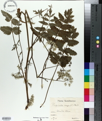 Pimpinella major image