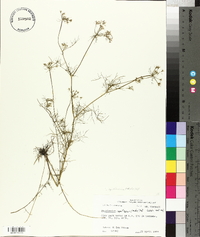 Ptilimnium capillaceum image