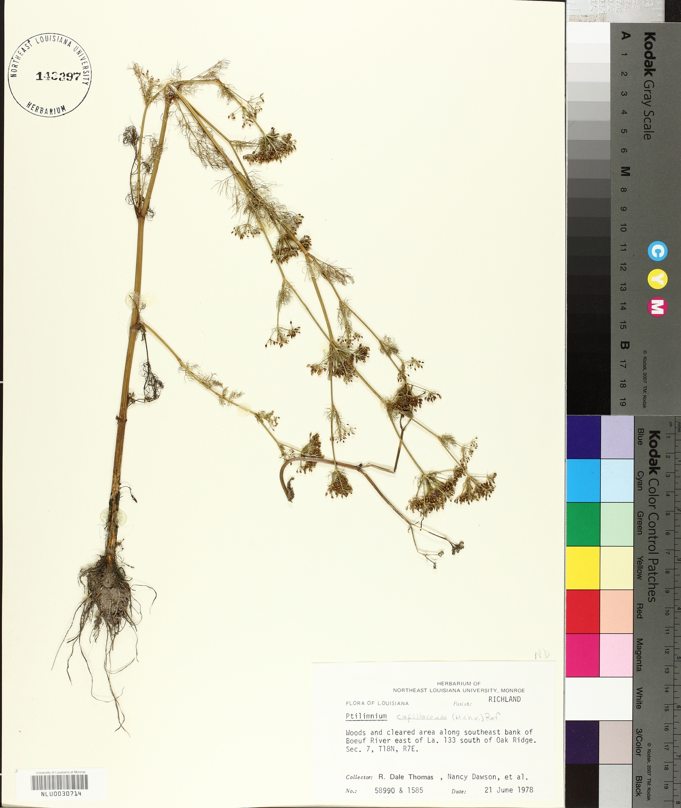 Ptilimnium capillaceum image