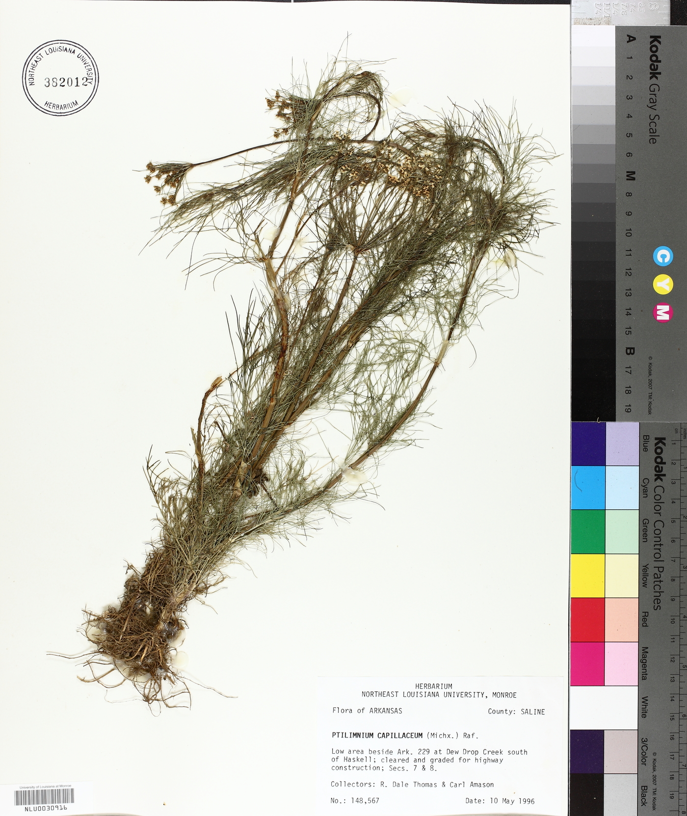 Ptilimnium capillaceum image