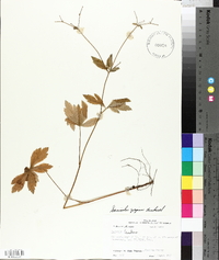 Sanicula odorata image